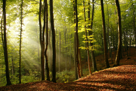 Fototapet Natura - Fototapet Raze de Soare in Padure