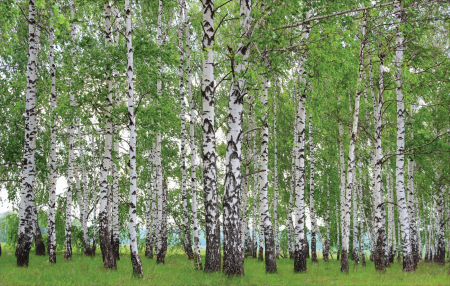 Fototapet Natura - Fototapet Padure de Mesteacan