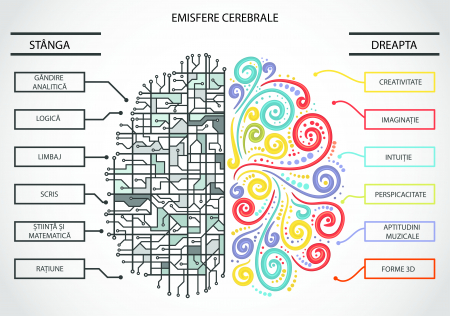 Stickere Decorative - Panou Autocolant Emisfere Cerebrale - 178x125 cm
