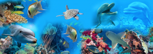 Stickere Decorative - Sticker 3D pentru Podea - Delfini si Pesti in Mare