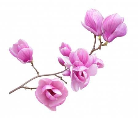 Stickere Perete Pentru Camera De Zi - Sticker Ramura de Magnolie - 60x90 cm
