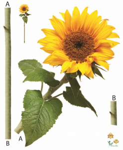 Stickere Decorative - Sticker Floarea Soarelui - Sun flower - 60x80 cm