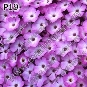 Optiuni produs - P19