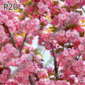 Optiuni produs - P20