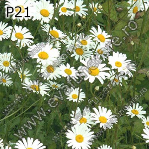 Optiuni produs - P21