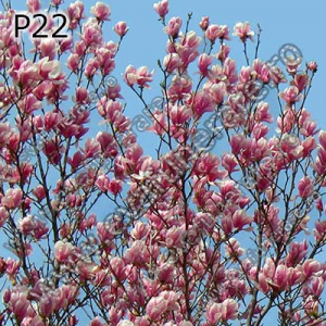 Optiuni produs - P22