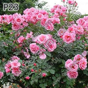 Optiuni produs - P23