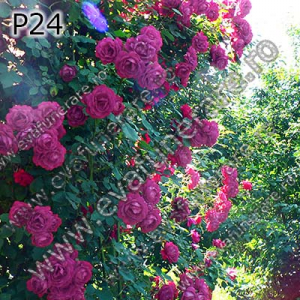 Optiuni produs - P24