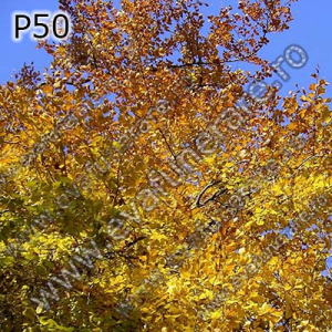 Optiuni produs - P50