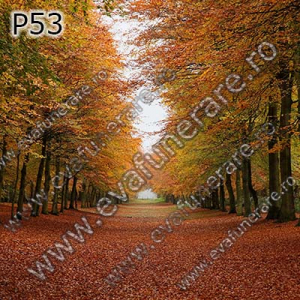 Optiuni produs - P53