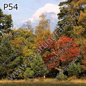 Optiuni produs - P54