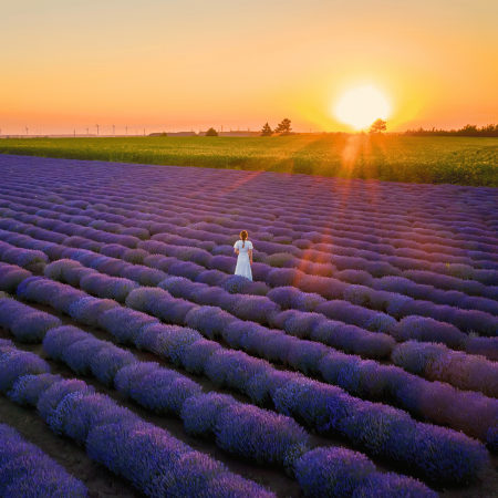 Excursii Romania - Excursie la Gradina de Lavanda Tiparesti