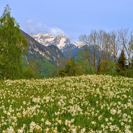 Excursii Romania - Excursie la Poiana Narciselor, in natura