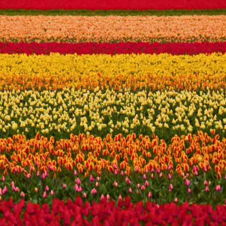 Festivalul lalelelor de la Pitesti - Blooms Experience [1]