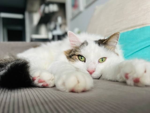 Merita investitia intr-un coltar extensibil cand ai animale de companie?
