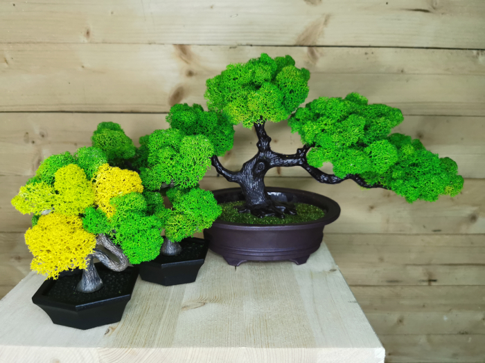 Bonsai cu licheni stabilizati EXT-BS1 [4]