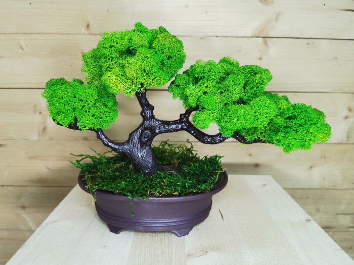 Bonsai cu licheni stabilizati EXT-BS1 [3]