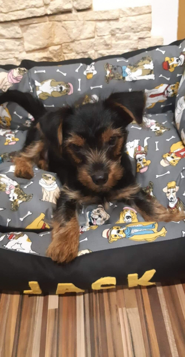 Pat caini sau pisici Doggo [4]