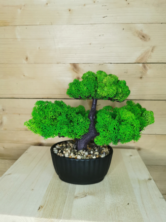 Bonsai cu licheni stabilizati EXT-BS1 [1]