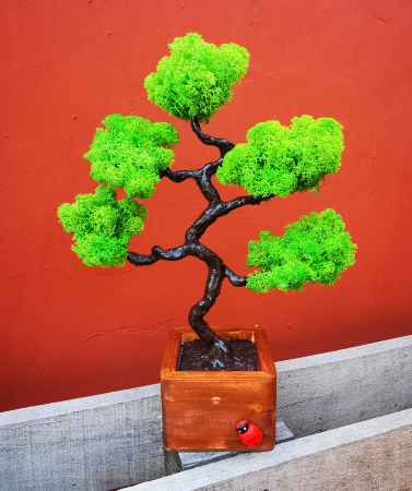 Cadouri - Bonsai cu licheni stabilizati EXT-BS4