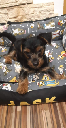 Pat caini sau pisici Doggo [3]