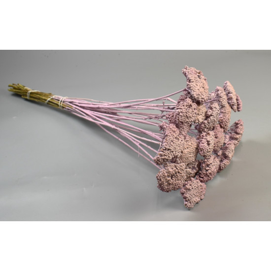 Achillea [2]