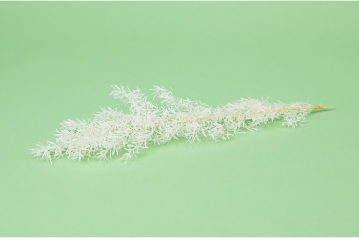 Asparagus Alb [2]