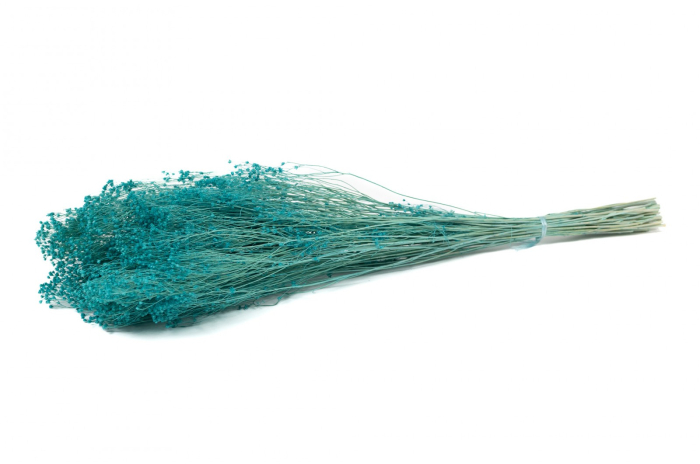 Broom bloom [1]
