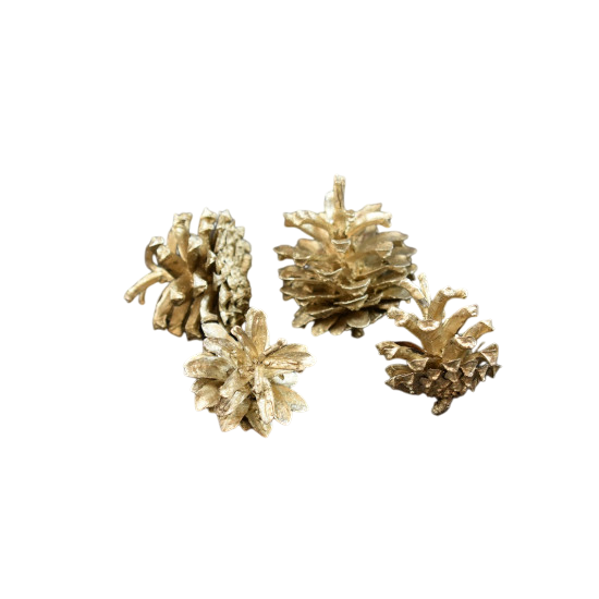 Conuri brad aurii [1]