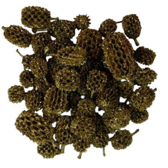 Conuri Casuariana festiv [2]