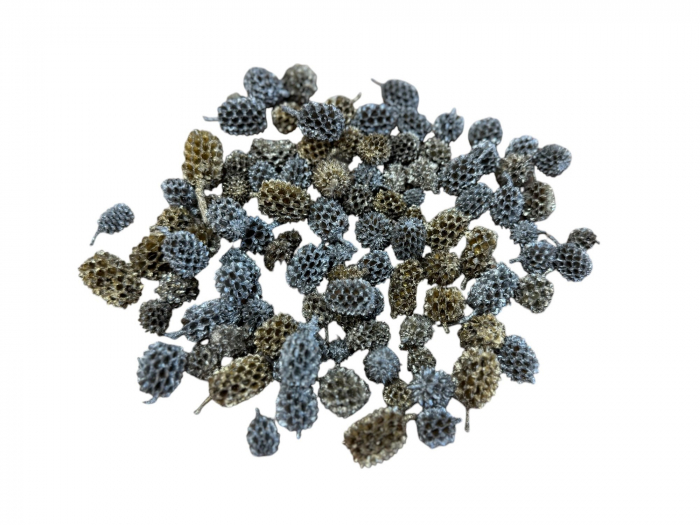 Conuri Casuariana festiv [4]