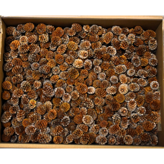 Conuri Meridianum natur [1]