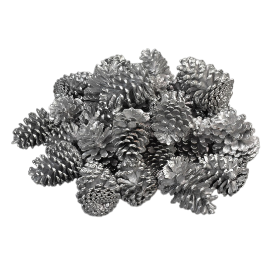 Conuri pin argintii [1]