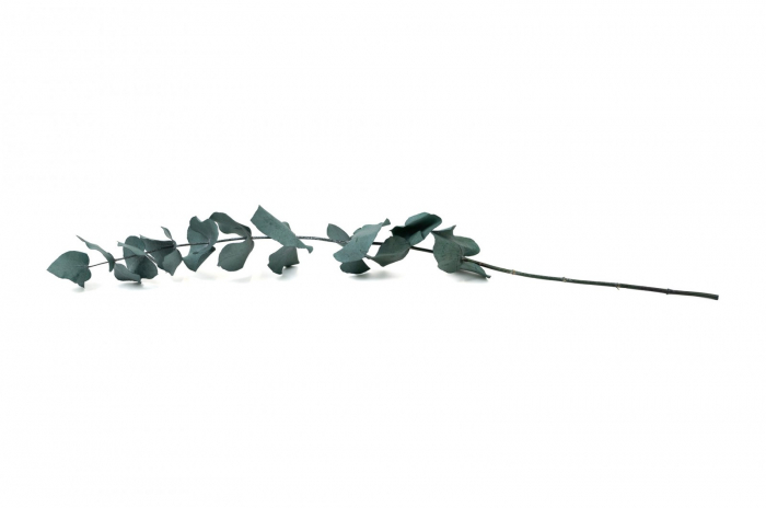 Eucalipt Cinerea Verde (frunze rotunde 3 fire) [2]