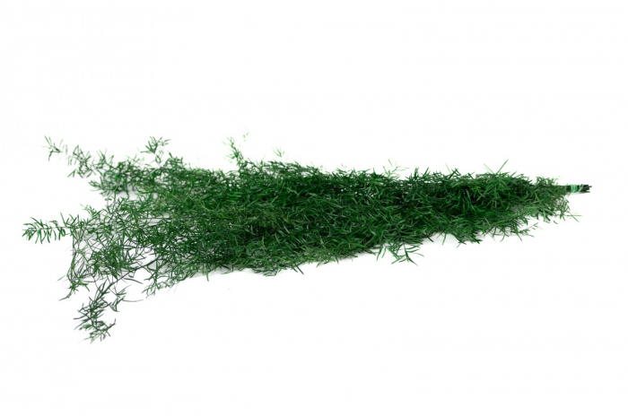 Asparagus [2]