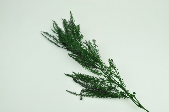 Feriga Pteridium Verde (3 fire) [2]