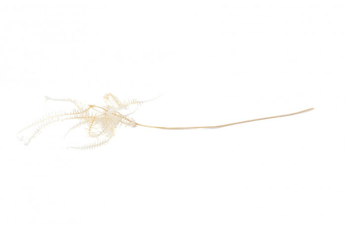 Feriga Sylvestre Alb (3 fire) [2]