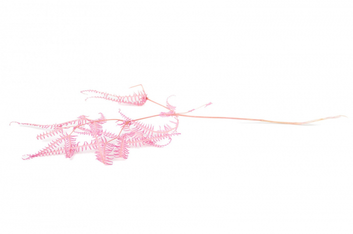 Feriga Sylvestre Roz (3 fire) [2]