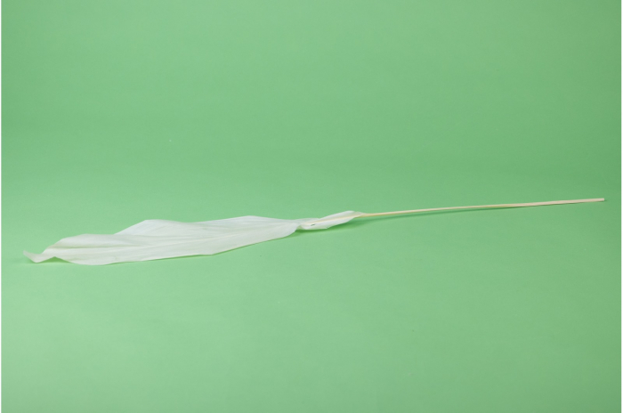 Frunza Aspidistra stabilizata Alb [2]
