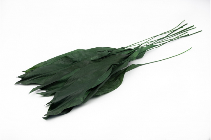Frunza Aspidistra stabilizata Verde [2]