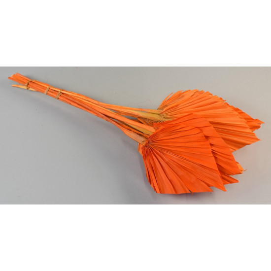 Frunze palmier medi [6]