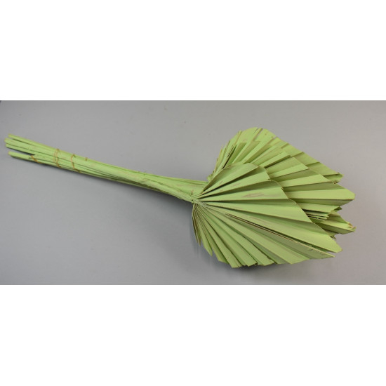 Frunze palmier medi [4]