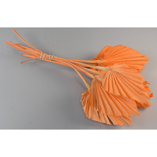 Frunze palmier medi [5]