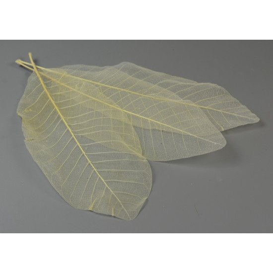 Frunze transparente [1]