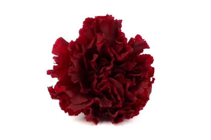 Garoafa criogenata [3]