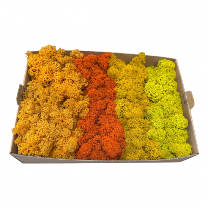 Licheni stabilizati, 4 nuante galben-portocaliu, 500 g [2]