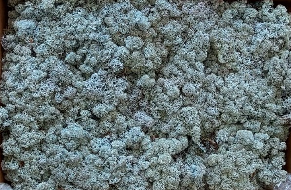 Licheni Ice blue 250 grame [1]