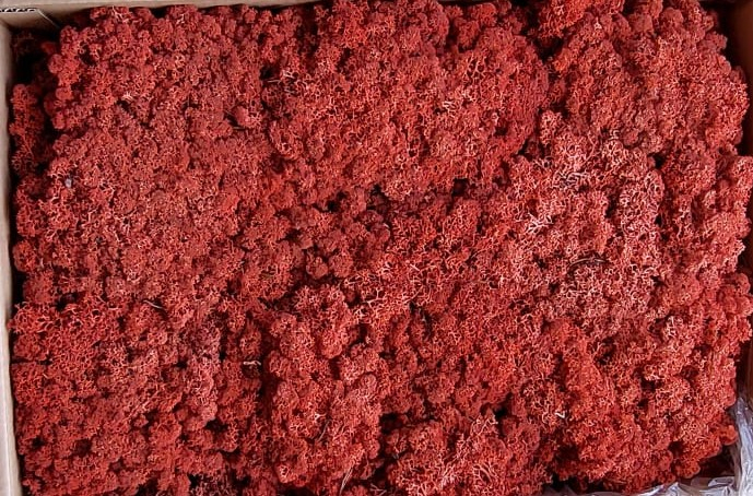 Licheni Rosu siena 250 grame [1]