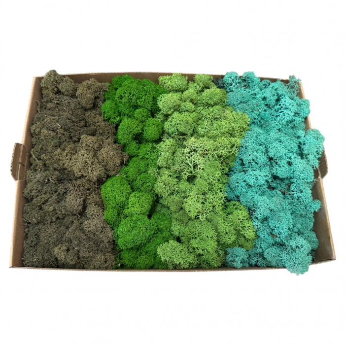 Licheni stabilizati, 4 nuante verde-turquoise, 500 g [2]