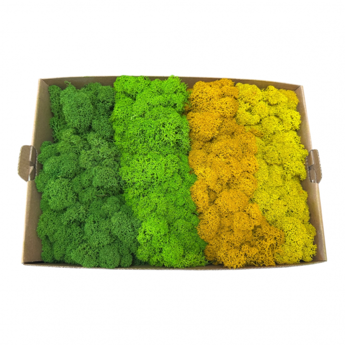 Licheni stabilizati, 4 nuante verde-galben, 500 g [2]